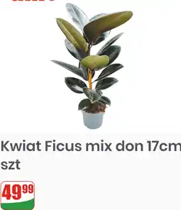 Dino Kwiat Ficus mix don 17cm oferta