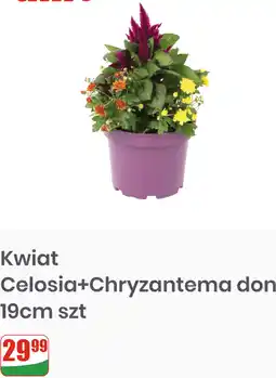 Dino Kwiat Celosia+Chryzantema don 19cm szt oferta
