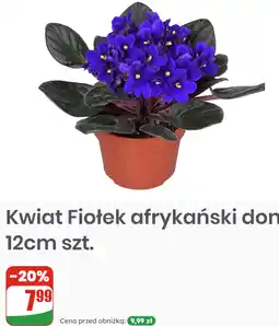 Dino Kwiat Fiołek afrykański don 12cm szt oferta