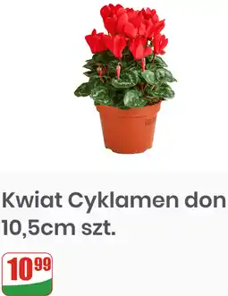 Dino Kwiat Cyklamen don 10,5cm szt oferta