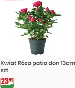 Dino Kwiat Róża patio don 13cm oferta