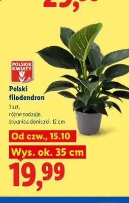 Lidl Polski filodendron oferta
