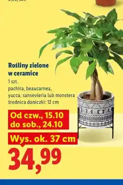 Lidl Rośliny zielone w ceramice pachira oferta