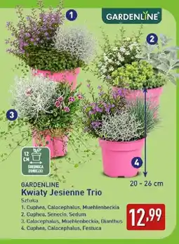 ALDI Kwiaty jesienne trio Cuphea, Calocephalus, Muehlenbeckia Gardenline oferta