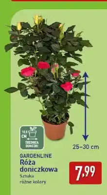 ALDI Róża doniczkowa Gardenline oferta