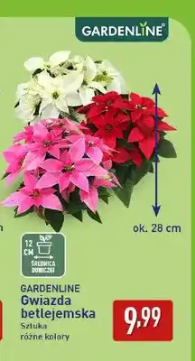 ALDI Gwiazda betlejemska Gardenline oferta