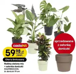 Castorama Rośliny zielone mix oferta