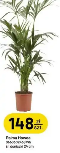 Castorama Palma Howea oferta