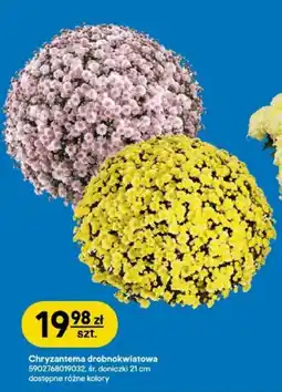 Castorama Chryzantema drobnokwiatowa oferta