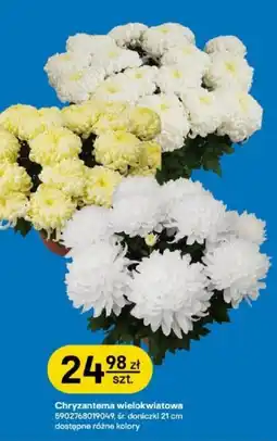 Castorama Chryzantema wielokwiatowa oferta