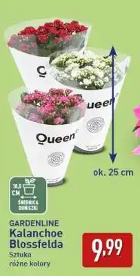 ALDI GARDENLINE Kalanchoe Blossfelda oferta