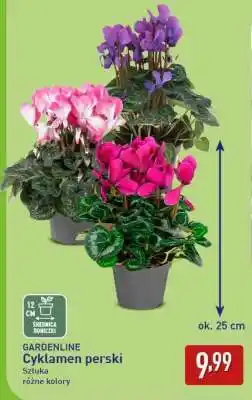 ALDI GARDENLINE Cyklamen perski oferta