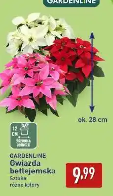 ALDI GARDENLINE Gwiazda betlejemska oferta