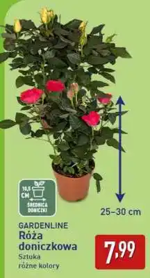 ALDI GARDENLINE Róża doniczkowa oferta