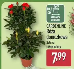 ALDI GARDENLINE Róża doniczkowa oferta