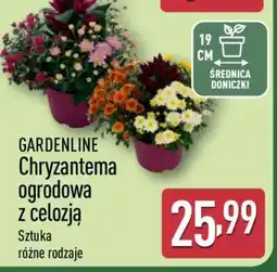 ALDI GARDENLINE Chryzantema ogrodowa z celozją oferta