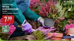 ALDI GARDENLINE Wrzos wielokolorowy oferta