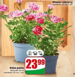 Dino Róża patio oferta