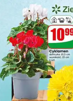 Dino Cyklamen oferta