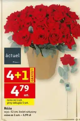 Auchan Róża oferta