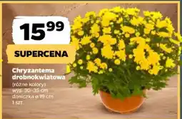 Netto Chryzantema drobnokwiatowa oferta