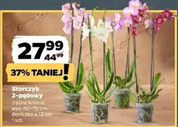 Netto Storczyk 2-pędowy oferta