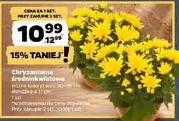 Netto Chryzantema Średniokwiatowa oferta