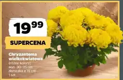 Netto Chryzantema wielkokwiatowa oferta