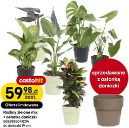 Castorama Rośliny zielone mix + osłonka doniczki oferta