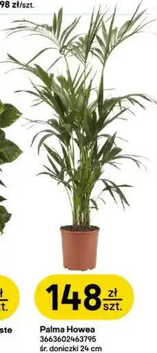 Castorama Palma Howea śr. doniczki 24 cm oferta
