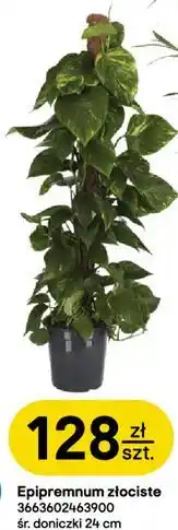 Castorama Epipremnum złociste śr. doniczki 24 cm oferta