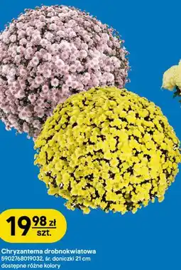 Castorama Chryzantema drobnokwiatowa, śr. doniczki 21 cm oferta
