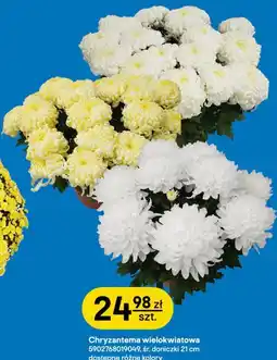 Castorama Chryzantema wielokwiatowa, śr. doniczki 21 cm oferta