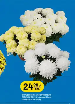 Castorama Chryzantema oferta