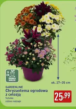 ALDI Chryzantema Gardenline oferta