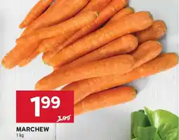 Stokrotka Marchew oferta