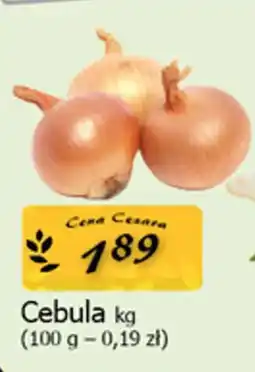 Cezar Delikatesy Cebula oferta