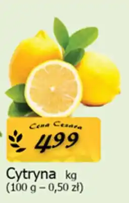 Cezar Delikatesy Cytryna oferta