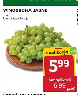 Stokrotka Winogrona jasne oferta