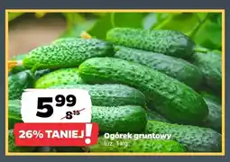 Netto Ogórki gruntowe oferta