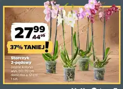 Netto Storczyk 2-pędowy oferta