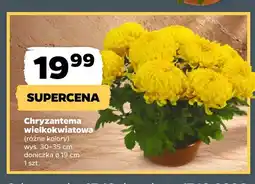 Netto Chryzantema wielkokwiatowa oferta