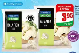 Dino Kalafior róża Mroźny Ogród oferta