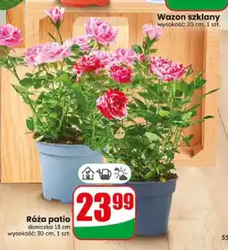 Dino Róża patio oferta