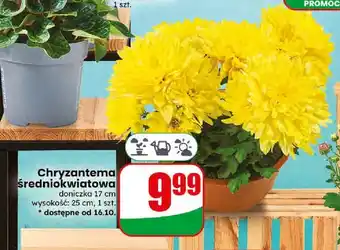 Dino Chryzantema średniokwiatowa oferta