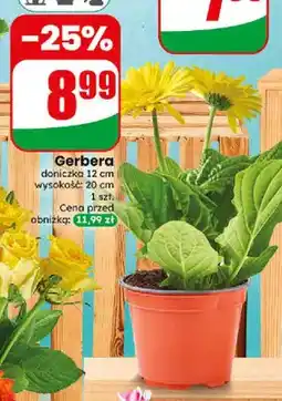 Dino Gerbera oferta