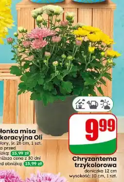 Dino Chryzantema trzykolorowa oferta
