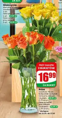 Dino Róże oferta