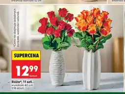 Biedronka Róża 11 szt oferta