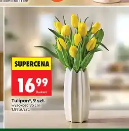 Biedronka Tulipan 9-pak wysokość 35 cm oferta
